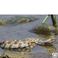 گونه گرزه مار Levantine Viper